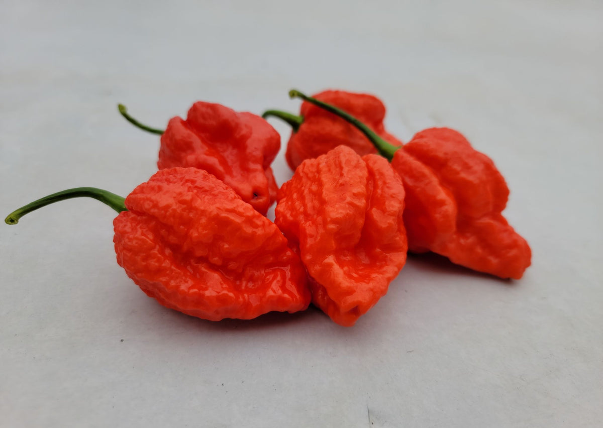 Piments forts habanero 8 lb - Piment