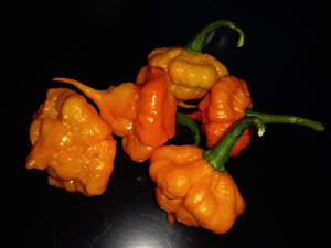Piment KS Peach Starrkist